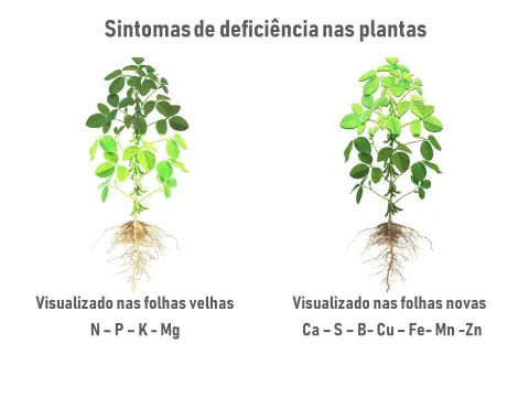 Este infográfico educacional ilustra os sintomas de deficiência nutricional em plantas, usando como exemplo duas plantas de s