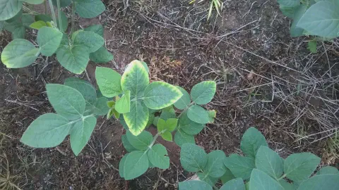 visão de cima de plantas jovens de soja em seu estágio inicial de desenvolvimento. O foco está em uma pla