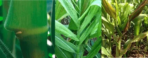 montagem comparativa dividida em três painéis verticais que ilustram diferentes estágios de saúde de uma plant