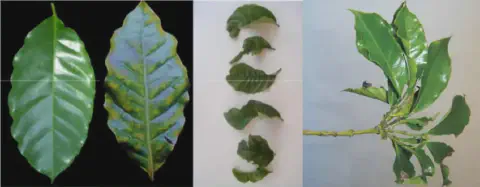 montagem composta por três painéis que ilustram diferentes sintomas de problemas fitossanitários em folhas de