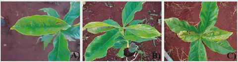 composição de três fotografias (A, B, C) que exibem mudas de café em diferentes estágios de um problema fitoss