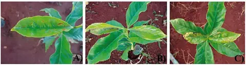 composição de três fotografias (A, B, C) que exibem mudas de café em diferentes estágios de um problema fitoss