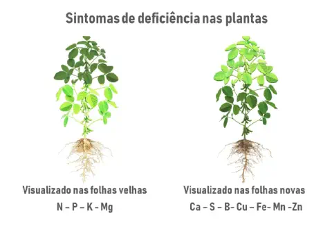 infográfico educacional que ilustra os sintomas de deficiência nutricional em plantas, utilizando duas represen