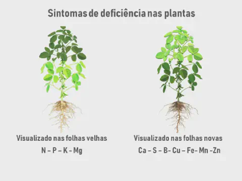 infográfico educacional que ilustra os sintomas de deficiência nutricional em plantas, utilizando duas represen