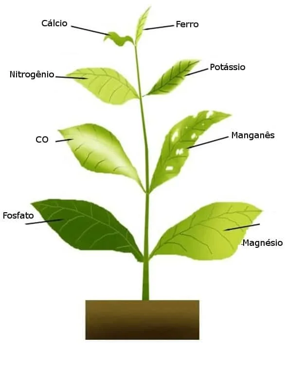 Esta imagem é um diagrama ilustrativo que demonstra os sintomas visuais de deficiências de diferentes nutrientes em uma plant