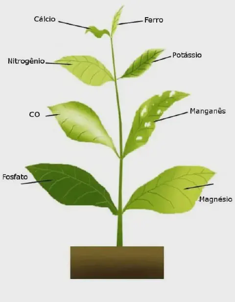 Esta imagem é um diagrama ilustrativo que demonstra os sintomas visuais de deficiências de diferentes nutrientes em uma plant