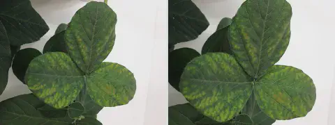 close-up detalhado de uma folha trifoliolada de soja, destacando sintomas visuais de estresse fisiológico.