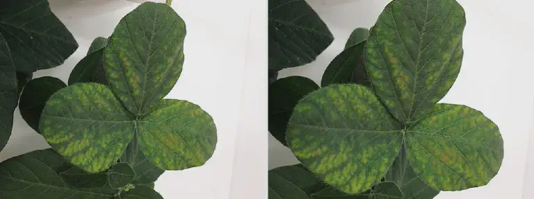 Sintomas de Deficiência Nutricional na Folha de Soja close-up detalhado de uma folha trifoliolada de soja, destacando sintomas visuais de estresse fisiológico.