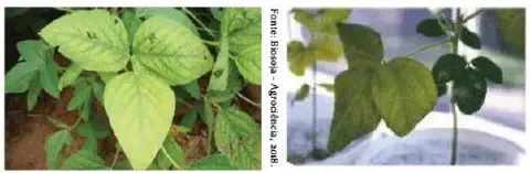 composição de duas fotografias que ilustram sintomas de deficiência nutricional em plantas de soja. A foto à e