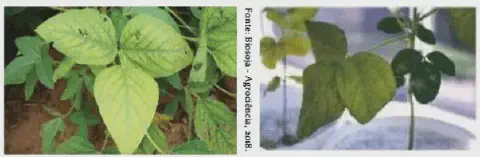 composição de duas fotografias que ilustram sintomas de deficiência nutricional em plantas de soja. A foto à e