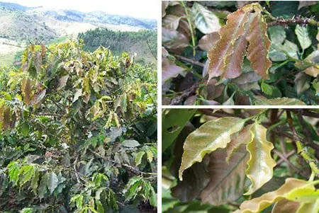 Esta imagem é uma composição de três fotografias que ilustram os sintomas de uma possível deficiência nutricional ou doença e