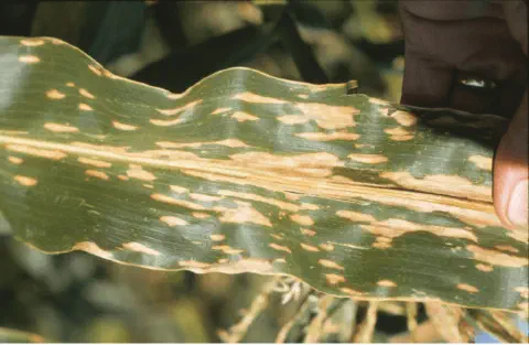 close-up de uma folha de milho sendo segurada pela mão de uma pessoa, provavelmente um agricultor ou agrôno