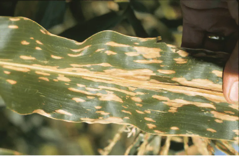 close-up de uma folha de milho sendo segurada pela mão de uma pessoa, provavelmente um agricultor ou agrôno