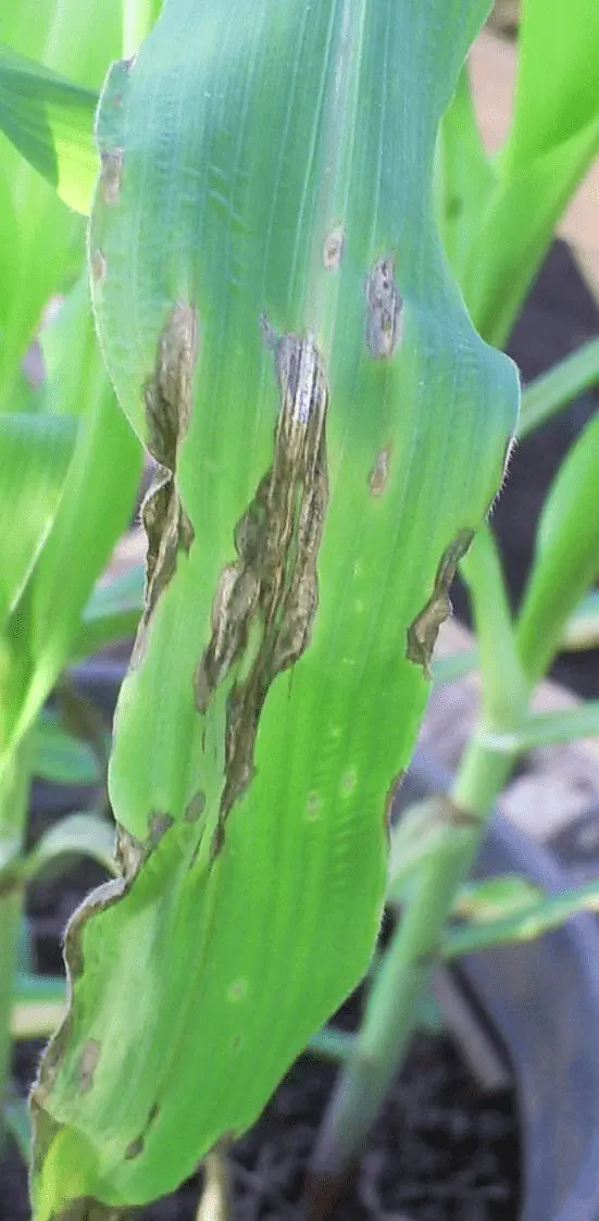 Sintomas de Doença Foliar no Milho: Como Identificar close-up de uma folha de milho verde, que apresenta múltiplos sinais de uma doença foliar. Observam-se lesõ