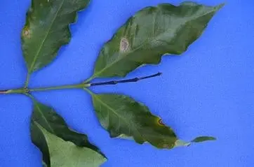 ramo de cafeeiro com várias folhas verdes sobre um fundo azul uniforme. As folhas apresentam sintomas visív