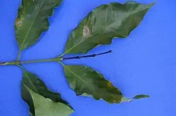 ramo de cafeeiro com várias folhas verdes sobre um fundo azul uniforme. As folhas apresentam sintomas visív
