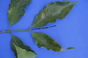 ramo de cafeeiro com várias folhas verdes sobre um fundo azul uniforme. As folhas apresentam sintomas visív
