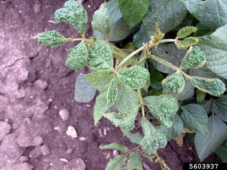 close-up de uma planta de soja jovem apresentando sintomas severos de uma anomalia. As folhas, especialment