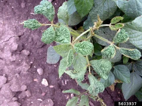 close-up de uma planta de soja jovem apresentando sintomas severos de uma anomalia. As folhas, especialment