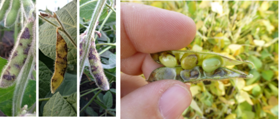 composição que ilustra os sintomas de uma doença fúngica na cultura da soja, provavelmente antracnose. À esque