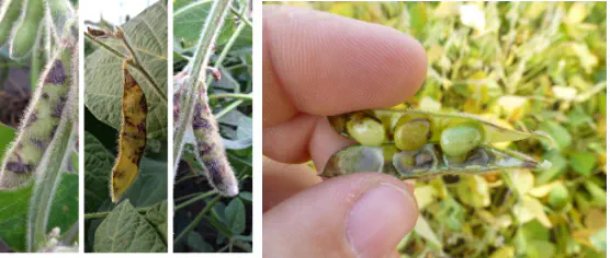 Sintomas de Doenças em Vagens e Grãos de Soja composição que ilustra os sintomas de uma doença fúngica na cultura da soja, provavelmente antracnose. À esque