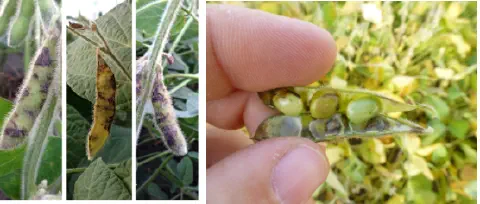 composição que ilustra os sintomas de uma doença fúngica na cultura da soja, provavelmente antracnose. À esque