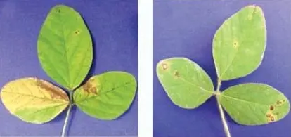 duas folhas trifolioladas de soja, apresentadas lado a lado sobre um fundo azul para destaque. Ambas as folhas