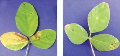 duas folhas trifolioladas de soja, apresentadas lado a lado sobre um fundo azul para destaque. Ambas as folhas