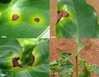 composição de quatro fotografias que ilustram os sintomas de uma doença fúngica em folhas de cafeeiro, provave