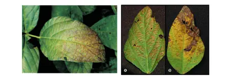 composição que ilustra os estágios de progressão de uma doença foliar, provavelmente em uma planta de soja. No
