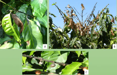 Esta imagem composta é um guia visual para a identificação de uma doença em lavouras de café, exibindo seus sintomas em difer