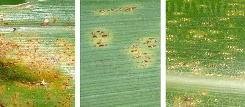 composição de três painéis que exibem closes detalhados de uma folha de milho afetada por diferentes sintomas