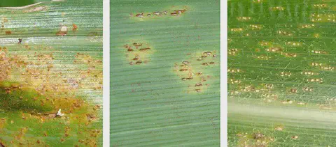 composição de três painéis que exibem closes detalhados de uma folha de milho afetada por diferentes sintomas