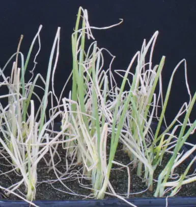 close-up de plântulas, possivelmente de alguma gramínea ou cultura similar, crescendo em um substrato escur