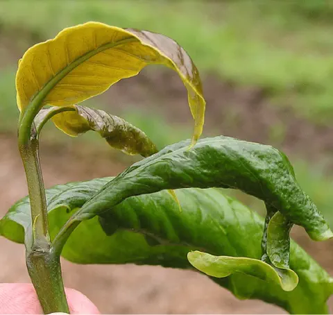 close-up do broto de uma planta jovem, destacando folhas com sintomas de anomalias. Uma folha mais nova, no