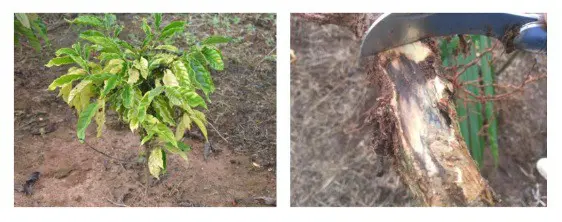 composição de duas fotografias que ilustram o diagnóstico de uma doença em um cafeeiro jovem. Na foto à esquer
