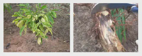 composição de duas fotografias que ilustram o diagnóstico de uma doença em um cafeeiro jovem. Na foto à esquer