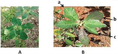 comparação visual, dividida em duas partes, 'A' e 'B', de uma planta de amendoim-bravo (Euphorbia hete