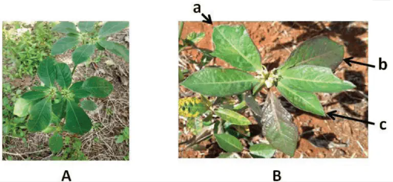 Sintomas de Herbicida em Amendoim-Bravo: Identificação comparação visual, dividida em duas partes, 'A' e 'B', de uma planta de amendoim-bravo (Euphorbia hete