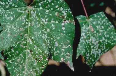 close-up de duas folhas verdes de uma planta, provavelmente algodoeiro, que estão severamente afetadas por