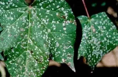 close-up de duas folhas verdes de uma planta, provavelmente algodoeiro, que estão severamente afetadas por