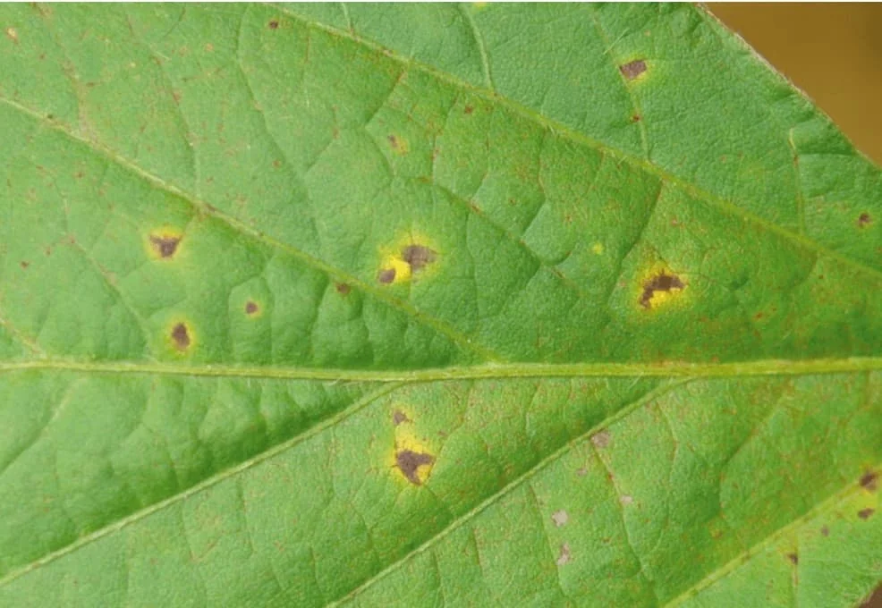 close-up detalhado de uma folha de soja, evidenciando múltiplos sintomas de uma doença foliar. A superfície