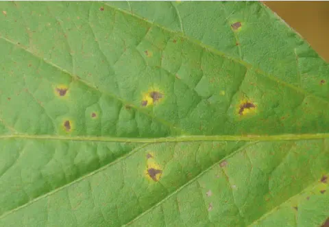 close-up detalhado de uma folha de soja, evidenciando múltiplos sintomas de uma doença foliar. A superfície