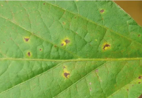 close-up detalhado de uma folha de soja, evidenciando múltiplos sintomas de uma doença foliar. A superfície