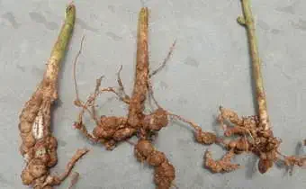 três caules de plantas com seus sistemas radiculares expostos sobre uma superfície cinza e neutra. O foco prin