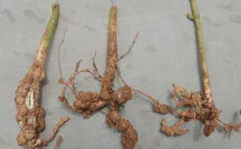 três caules de plantas com seus sistemas radiculares expostos sobre uma superfície cinza e neutra. O foco prin