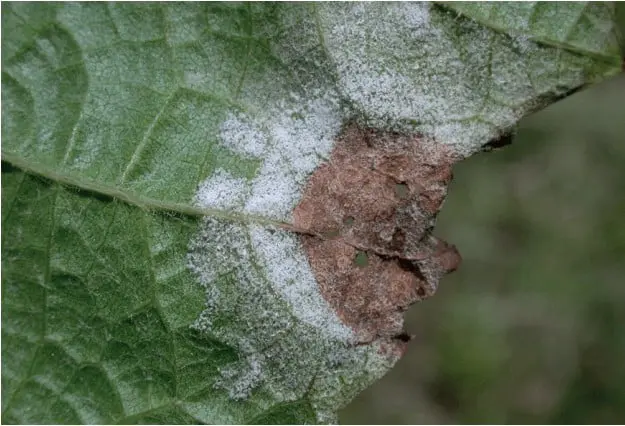 close-up detalhado de uma folha de planta, evidenciando sintomas avançados de uma doença fúngica, muito pro