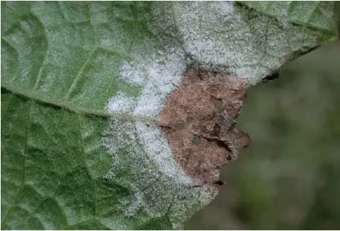 close-up detalhado de uma folha de planta, evidenciando sintomas avançados de uma doença fúngica, muito pro