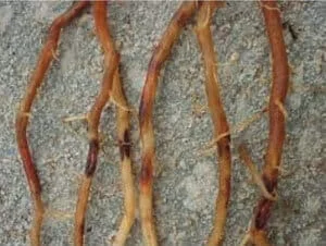 close-up de raízes de uma planta, provavelmente de uma cultura agrícola, apresentando sintomas visíveis de