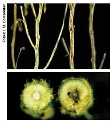 Sintomas do Cancro da Haste e Podridão Parda na Soja composição de duas fotografias que ilustram os sintomas de uma doença em hastes de plantas, provavelmente soja